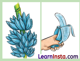 A Bottle of Dew Class 6 Question Answer NCERT Solutions 7