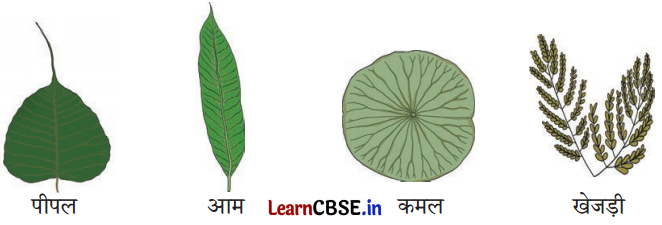 Class 3 EVS Chapter 4 Question Answer in Hindi कुछ खोज पेड़-पौधों की 5
