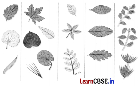 Class 3 EVS Chapter 4 Question Answer in Hindi कुछ खोज पेड़-पौधों की 8