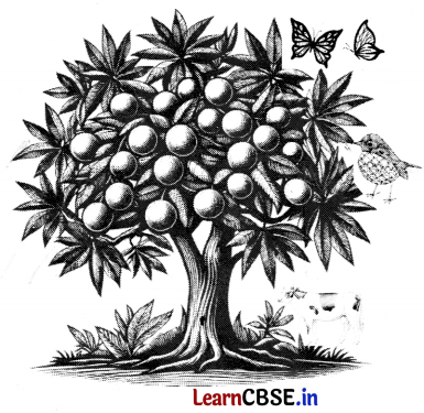 Class 3 EVS Chapter 5 Question Answer in Hindi पेड़-पौधे और पशु-पक्षी हैं साथ 9