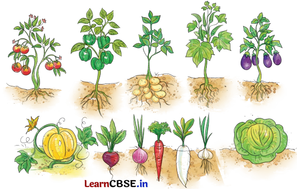 Class 4 Hindi Chapter 4 Question Answer हमारा आहार 5