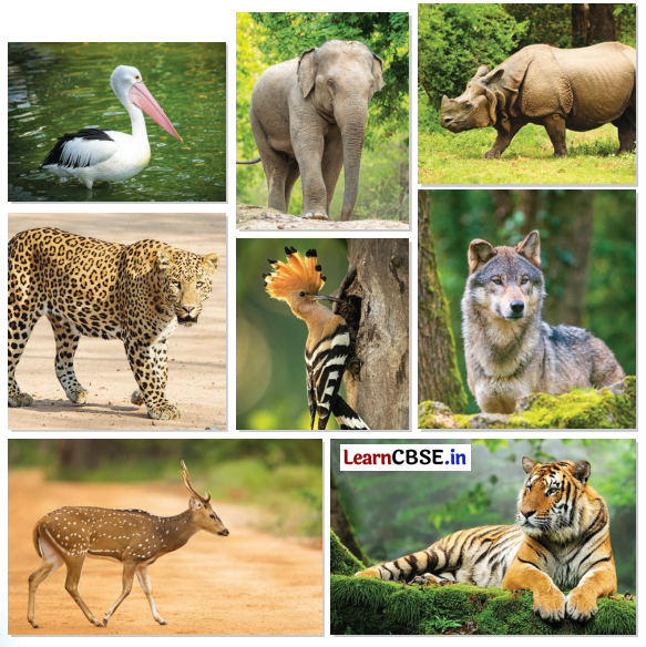 Class 5 Hindi Chapter 8 Question Answer काजीरंगा राष्ट्रीय उद्यान की यात्रा 1