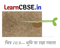 Class 6 Science Chapter 10 Question Answer in Hindi सजीव विशेषताओं का अन्वेषण 3