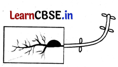 Class 6 Science Chapter 10 Question Answer in Hindi सजीव विशेषताओं का अन्वेषण 4