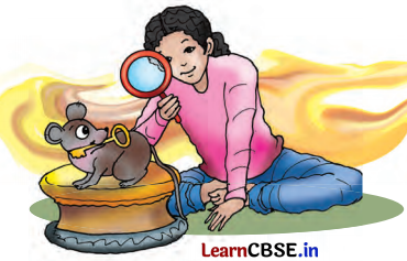 Class 7 Hindi Chapter 2 Question Answer तीन बुद्धिमान 11