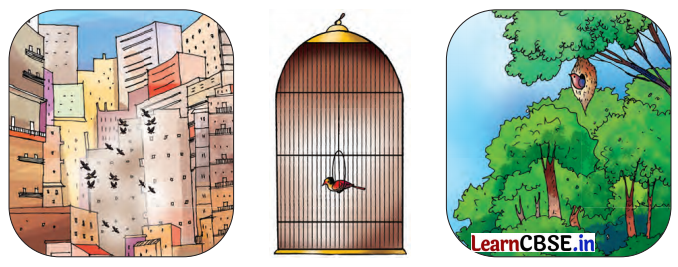 Class 7 Hindi Chapter 9 Question Answer चिड़िया 10