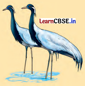 Class 7 Hindi Chapter 9 Question Answer चिड़िया 13