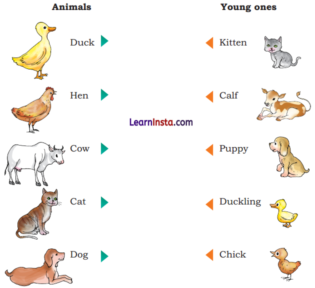 Colours Class 3 Question Answer NCERT Solutions Class 3 English Chapter 1 3