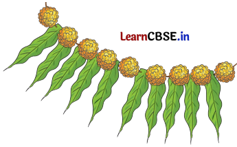 Glass Bangles Class 5 Question Answer English Santoor Chapter 10 4