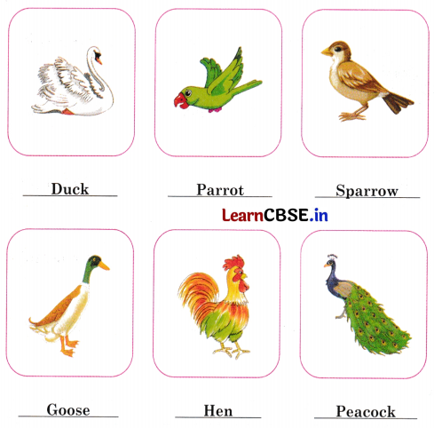 Mridang Class 2 English Solutions Chapter 10 The Crow 8