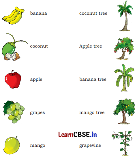 Mridang Class 2 English Solutions Chapter 13 We Are All Indians 5