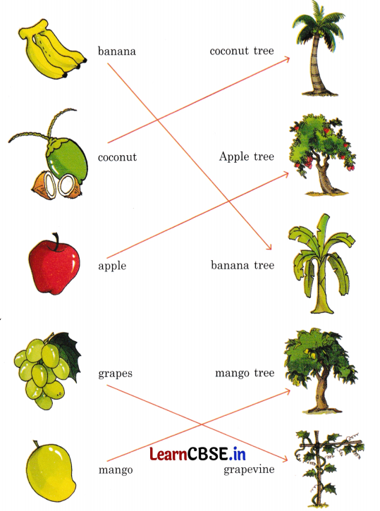 Mridang Class 2 English Solutions Chapter 13 We Are All Indians 6