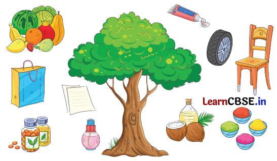 NCERT Class 3 Hindi Veena Chapter 13 Question Answer पेड़ों की अम्मा ‘थिमक्का’ 14