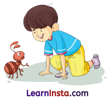 NCERT Class 3 Hindi Veena Chapter 2 Question Answer चींटी 13