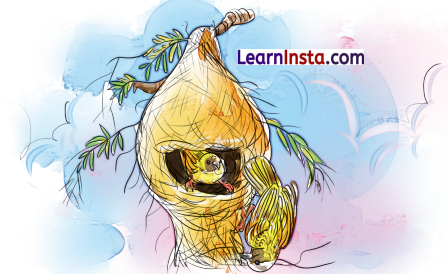 NCERT Class 3 Hindi Veena Chapter 4 Question Answer बया हमारी चिड़िया रानी! 2