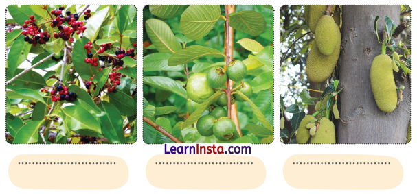 NCERT Class 3 Hindi Veena Chapter 5 Question Answer आम का पेड़ 7