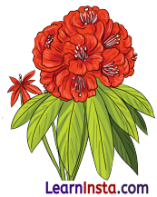 NCERT Class 3 Hindi Veena Chapter 9 Question Answer प्रकृति पर्व – फूलदेई 9