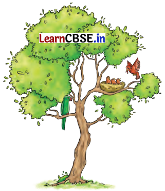 NCERT Class 6 English Poorvi Chapter 8 Question Answer What a Bird Thought Page 85 Q1