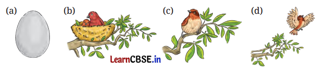 NCERT Class 6 English Poorvi Chapter 8 Question Answer What a Bird Thought Page 87 Q2