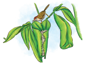 NCERT Class 6 English Poorvi Chapter 8 Question Answer What a Bird Thought Page 91 Q2.4