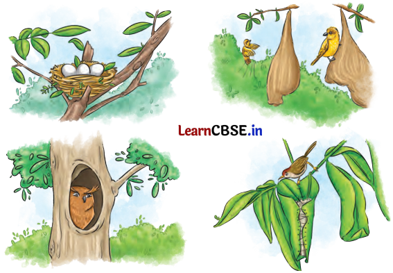 NCERT Class 6 English Poorvi Chapter 8 Question Answer What a Bird Thought Page 91 Q2