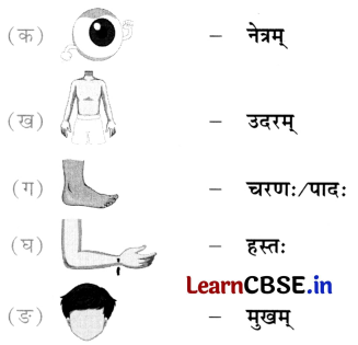 NCERT Class 6 Sanskrit Deepakam Chapter 14 Question Answer माधवस्य प्रियम् अङ्गम् 1.2
