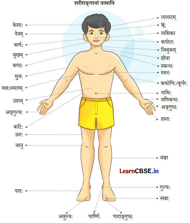NCERT Class 6 Sanskrit Deepakam Chapter 14 Question Answer माधवस्य प्रियम् अङ्गम् 1.7