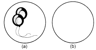 NCERT Solutions for Class 1 English Chapter 10 Circle Lets Draw Q1