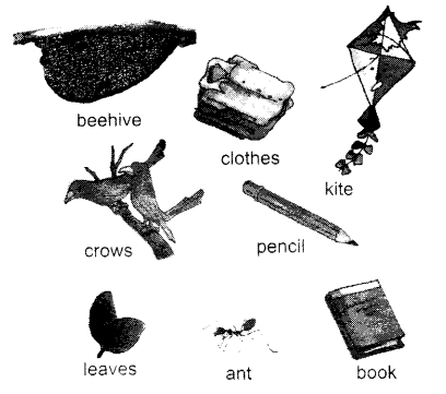 NCERT Solutions for Class 1 English Chapter 12 Our Tree Lets Share Q1
