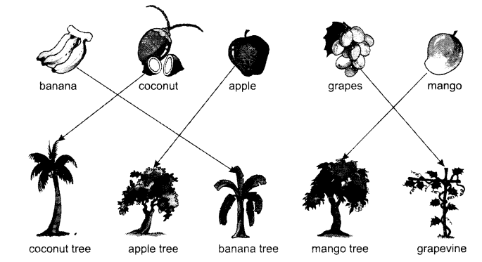 NCERT Solutions for Class 1 English Chapter 8 Mittu and the Yellow Mango Lets Share Q3