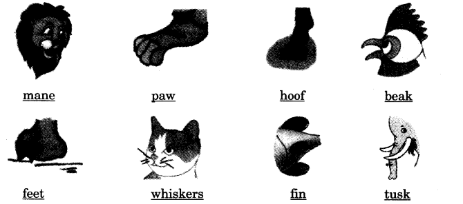 NCERT Solutions for Class 3 English Unit 10 The Ship Of The Desert Word Building Q2.1