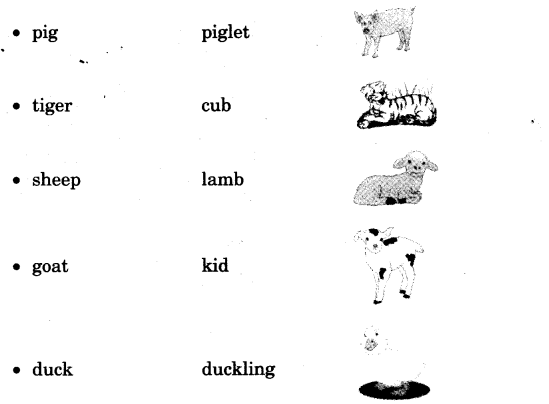 NCERT Solutions for Class 3 English Unit 7 Puppy and I Little Tiger, Big Tiger Word Building Q1.2