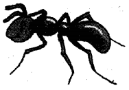 NCERT Solutions for Class 5 English Unit 2 Chapter 2 Flying Together 3