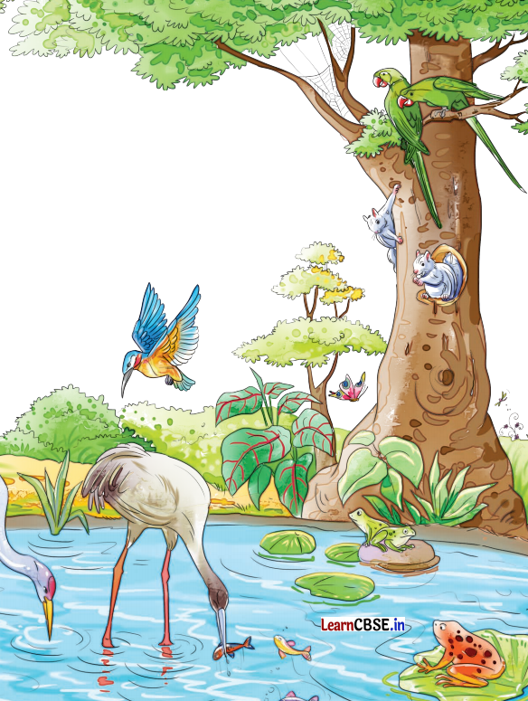 Sarangi Hindi Book Class 2 Solutions Chapter 13 तालाब 8