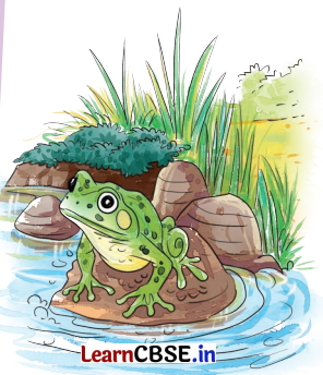 The Frog Class 5 Question Answer English Santoor Chapter 5 1
