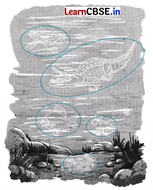 The Frog Class 5 Question Answer English Santoor Chapter 5 7