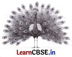 The Tinkling Bells Class 4 Question Answer English Santoor Chapter 2 11