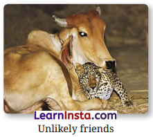 The Unlikely Best Friends Class 6 Question Answer NCERT Solutions 6