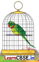 The Wise Parrot Class 5 Question Answer English Santoor Chapter 4 1