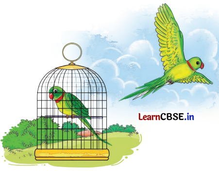The Wise Parrot Class 5 Question Answer English Santoor Chapter 4 3