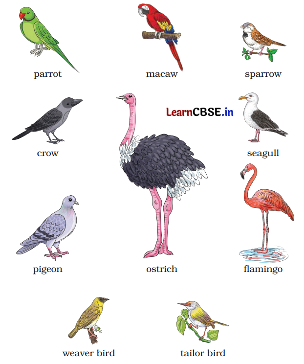 The Wise Parrot Class 5 Question Answer English Santoor Chapter 4 5