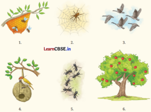 Try Again Question Answer Class 7 English Poorvi Chapter 2 1