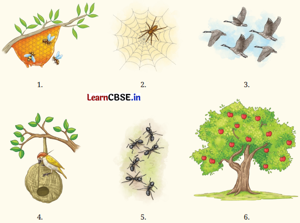 Try Again Question Answer Class 7 English Poorvi Chapter 2 1