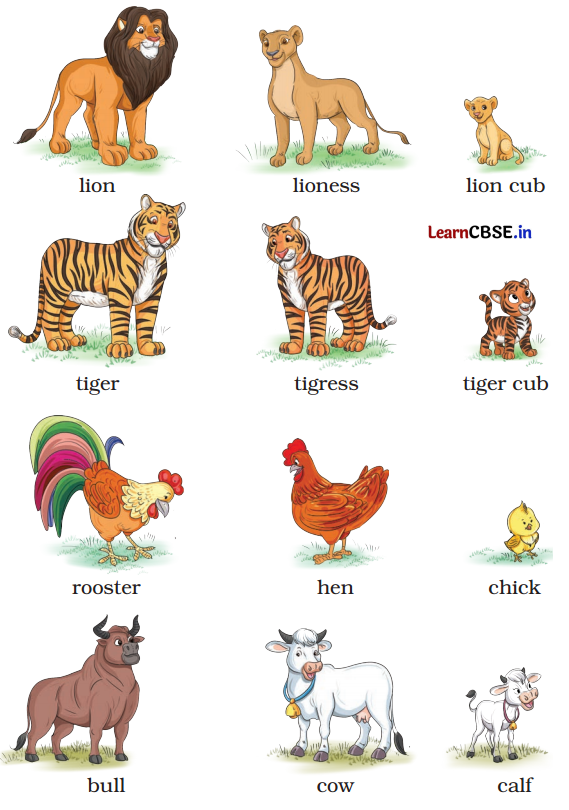 What a Tank Class 5 Question Answer English Santoor Chapter 6 3