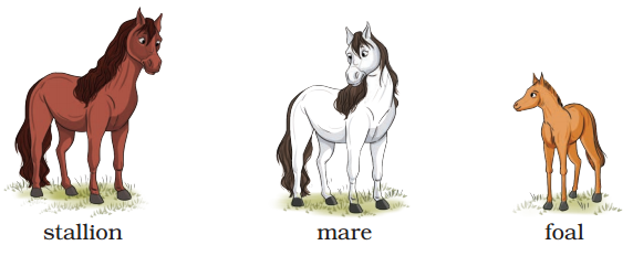 What a Tank Class 5 Question Answer English Santoor Chapter 6 4