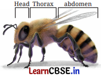 A Peek Beyond the Point Class 7 Solutions Ganita Prakash Maths Chapter 3 Page 51 Q1