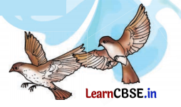 Class 8 Hindi Chapter 2 Question Answer दो गौरैया 4