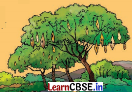 Class 8 Hindi Chapter 4 Question Answer हरिद्वार 26