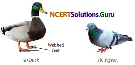 Diversity in the Living World Class 6 Question Answer Science Chapter 2 5