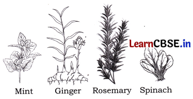 Growing up with Nature Class 4 Question Answer EVS Chapter 4 16
